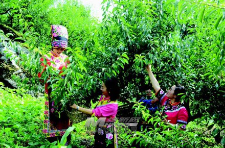 羌山有好“李”电商来帮忙