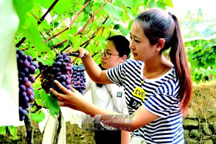 绵阳：葡萄米枣飘香 大家快来摘呀