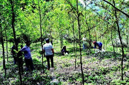 四川省绵阳市锁江水口村：贫困村群众集资修路“拔穷根”