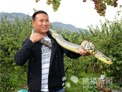 养蛇托起致富路 阿坝第一家特种养殖户与蛇共舞