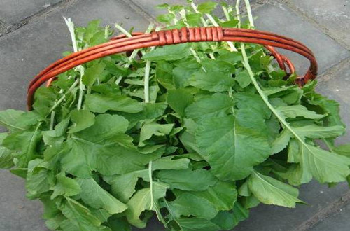 这菜以前农村人拿来喂猪，如今成餐桌新宠