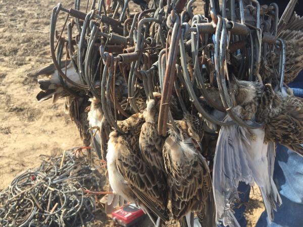 辽宁锦州再现非法捕鸟：野鸟被鸟夹夹断！公安悬赏线索