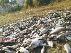 广西横县：数千公斤鱼蹊跷死亡 村民捞死鱼食用