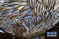 江苏连云港：鱼干飘香 晒丰收