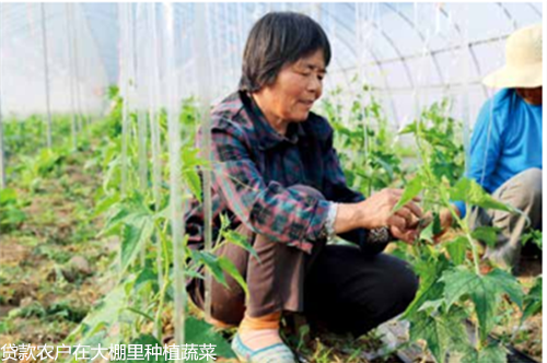 江苏沭阳农商银 当好服务“三农”主力军