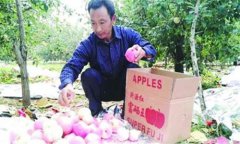 山东淄博：红苹果变金苹果 农民变工人收入成倍增长