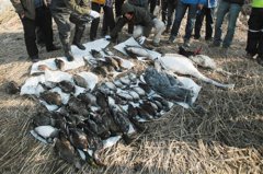 内蒙古确认“天鹅捕杀事件”结论：人为偷猎投药所致