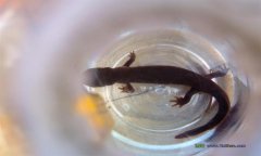 陕西商洛市万尾“娃娃鱼”再回家