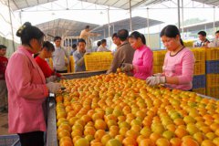 江西“橘王”韩老细的新生活