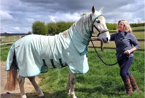 <b>“穿衣服的马” 一匹西班牙纯种马儿竟然对草过敏</b>