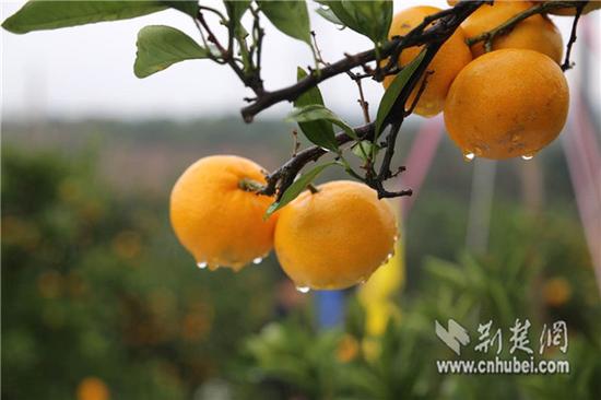 <b>湖北赵兴武致富经：种植柑橘35载 年售300多万斤</b>