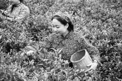 <b>山东新泰：开个“良心谷” 种植有机茶</b>