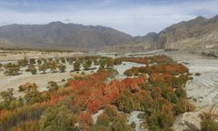青海：世界最大古柽柳林因建水电站要迁移 或致全军覆没