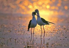 候鸟的迁徙路“危机四伏”：15元收购上餐桌100多元