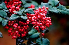 椒红果绿叶更茂——甘肃陇南武都区特色产业发展侧记