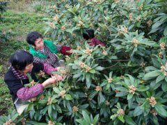 浙江：白沙枇杷花“贵如黄金” 每公斤售价竟达6万元