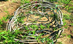 一男子花光100万元积蓄＂种＂出天然桃树椅