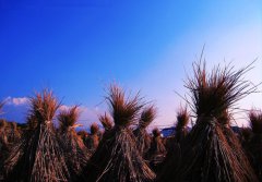 辽宁省凌海市建业乡变废为宝 稻草变成“香饽饽”