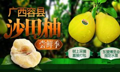 <b>广西容县：6万返乡农民种柚圆致富梦</b>