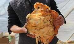 辽宁农民野外捡 140 斤太岁 一斤十万