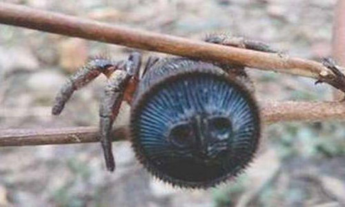 四川村民发现罕见蜘蛛 酷似外星人,珍稀品种全国仅存6只