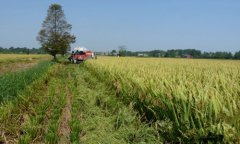 四川岳池县2016年再生稻喜获丰收 人均增收110元以上