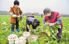 浙江兰溪小萝卜低产价扬 加工企业自救破难题