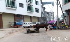 四川遂宁：公牛集市发飚连伤3人 特警用步枪击毙