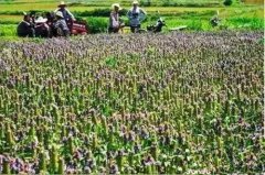 <b>河南“确山夏枯草”喜获国家地理标志产品保护</b>