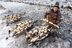 <b>重庆：气温陡降挖藕工俏</b>