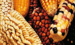 黑龙江：2017年全面禁止转基因作物，称谨慎推广是明智选择