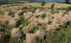 电商，“电伤”？ 重庆老邬的心事