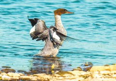 河南：中华秋沙鸭群居香山湖