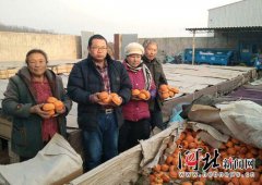 河北：遵化千万斤“磨盘柿子”滞销 果农盼援手