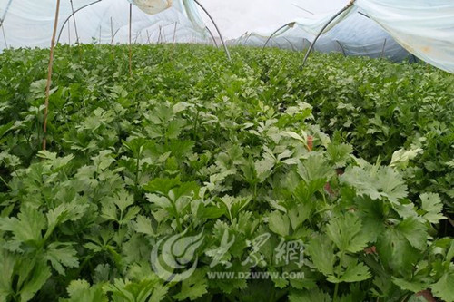 山东台儿庄：滕楼村无公害蔬菜大棚春意盎然