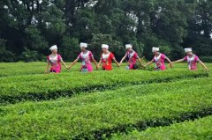 广州韶关曲江办罗坑茶文化节