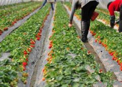 江西上饶灵山：游子华标的归田新赋 弃商从农酬故园