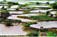 <b>广东江南古劳水乡 堪比威尼斯</b>