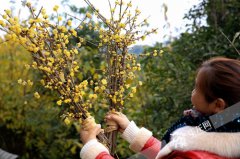<b>重庆北碚静观第十四届腊梅文化节暨第二届乡村旅游季开幕</b>