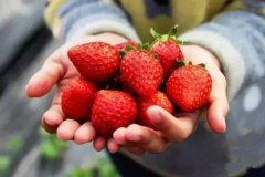 <b>武汉黄陂：小草莓成为黄陂脱贫致富的大马车</b>