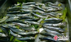云南：抗浪鱼菜品研发品鉴活动在昆举行