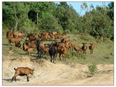 云南昔元村养殖黄山羊发“羊财”