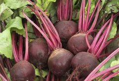 陕西麟游县：“欧洲人参”助力陕北山民脱贫