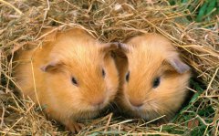 海南屯昌以养殖促扶贫 卖萌小竹狸成致富法宝