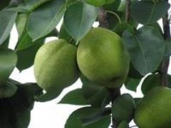 湖南城步苗乡梨“走红”互联网