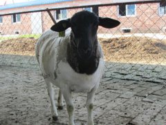 山东聊城：鲁西黑头羊要当“山东第一羊”