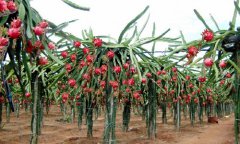 广西南宁：生态种养合作社 流转土地建果园村民享58万分红