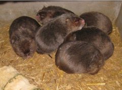 黄石养殖户陈敬高:小小竹鼠大“钱途”