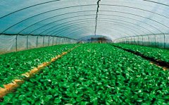 湖南省永州：“病雁”变“领头雁”