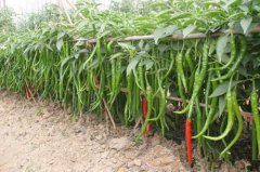 海南三亚：小小线椒 成致富“金钱椒”